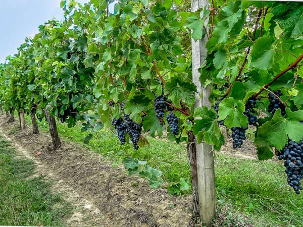 Характерный дом с виноградниками во Франции