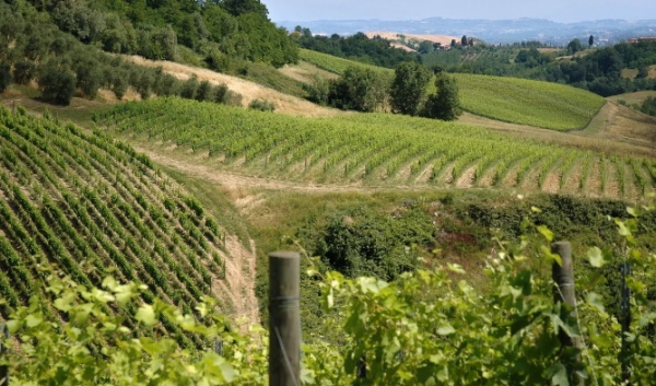 Просторное имение с виноградниками в Тоскане