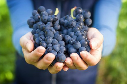 Как купить виноградник во Франции