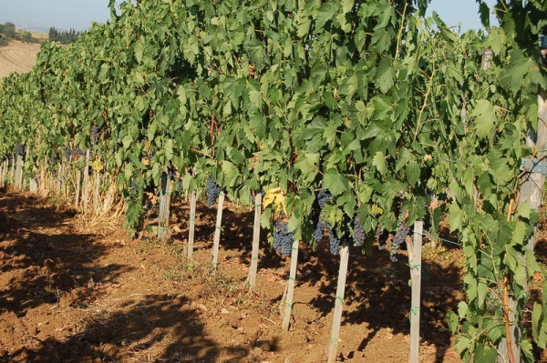 Виноградник в Тоскане, производящий вино высшего качества